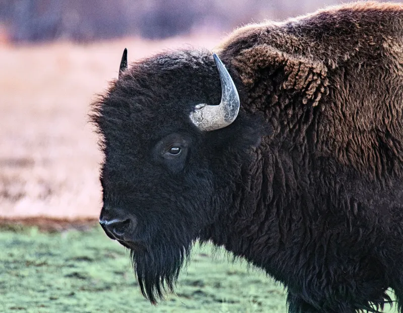 Yellowstone Bison Mauls Woman in Unexpected Wildlife Aggression
